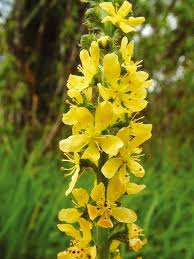 Agrimony